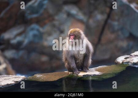 Un jeune macaque, singe-neige, assis sur une corniche le long des sources chaudes faisant des sons, Japon Banque D'Images