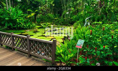 Boutons rouges gingembre et nénuphars dans le jardin Ginger, les jardins botaniques de Singapour, Singapour. Banque D'Images