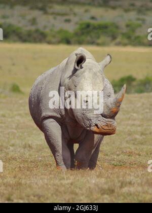 Rhino marchant dans les prairies avec l'ocre rouge sur son visage, pris avec une faible profondeur de champ. Banque D'Images