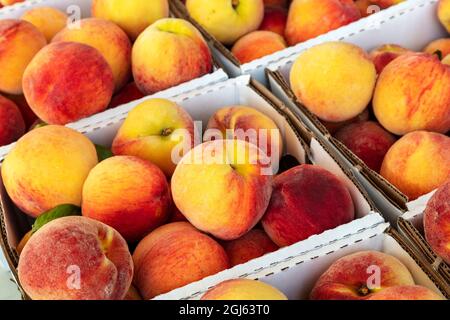 Peaches flamboyantes, fraîchement cueillies, verger, SW Michigan, États-Unis, Par James D Coppinger/Dembinsky photo Assoc Banque D'Images