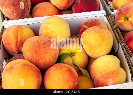 Peaches flamboyantes, fraîchement cueillies, verger, SW Michigan, États-Unis, Par James D Coppinger/Dembinsky photo Assoc Banque D'Images