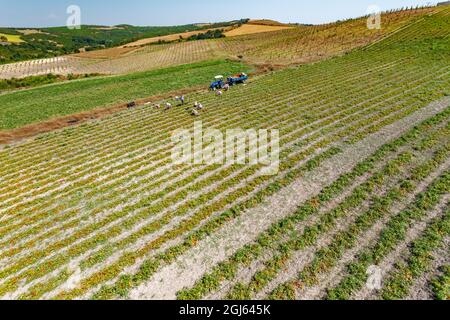 Ferme biologique, région de Marmara, Turquie. Banque D'Images