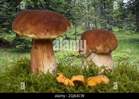 Deux champignons porcini (Boletus edulis), également connus sous le nom de champignons porcini d'épinette ou de champignons nobles et quelques chanterelles en mousse dans la forêt d'automne Banque D'Images