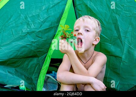 L'enfant s'assoit dans la tente verte touristique dans les bois et mange des fraises Banque D'Images