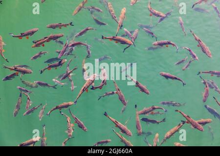 Ukraine, Pripyat, Tchernobyl. Zone d'exclusion de Tchernobyl, étang de poissons-chats. Banque D'Images