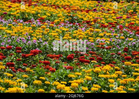 Emirats arabes unis, dubaï, miracle des jardins. Banque D'Images