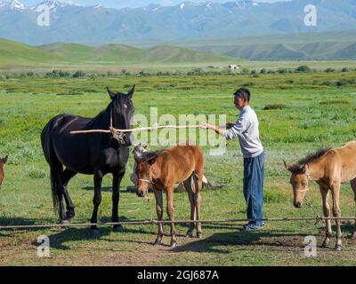 Traite une jument, attrape et tient la jument et le foal. Chevaux pour la production de lait, de kumys et de viande. Une ferme typique sur la plaine de Suusamyr, un hig Banque D'Images