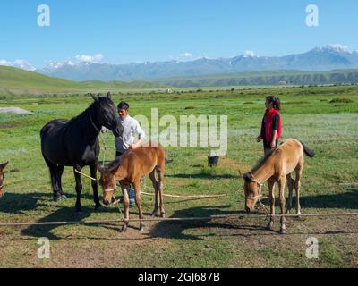 Traite une jument, attrape et tient la jument et le foal. Chevaux pour la production de lait, de kumys et de viande. Une ferme typique sur la plaine de Suusamyr, un hig Banque D'Images