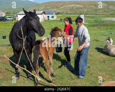 Traite une jument, attrape et tient la jument et le foal. Chevaux pour la production de lait, de kumys et de viande. Une ferme typique sur la plaine de Suusamyr, un hig Banque D'Images