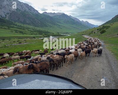 Les moutons conduisent à leur pâturage d'été de haute altitude. Parc national Besch Tasch dans la chaîne de montagnes Talas Alatoo, Tien Shan ou Heavenly Mountains, Kyrg Banque D'Images