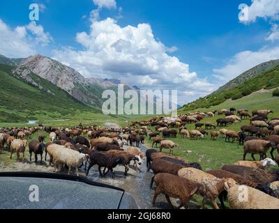 Les moutons conduisent à leur pâturage d'été de haute altitude. Parc national Besch Tasch dans la chaîne de montagnes Talas Alatoo, Tien Shan ou Heavenly Mountains, Kyrg Banque D'Images