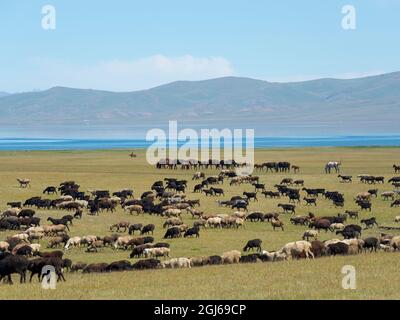 Moutons sur leur alpage de montagne au lac Song Kol (son Kul, Songkol, Song-Koel). Les montagnes Tien Shan ou les montagnes célestes de Kirghizia, au Kirghizistan Banque D'Images