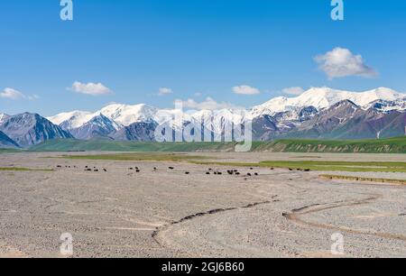 Yak domestique sur leur pâturage d'été. Vallée d'Alaj en face de la chaîne de montagnes Trans-Alay dans les montagnes de Pamir. Asie centrale, Kirghizistan Banque D'Images