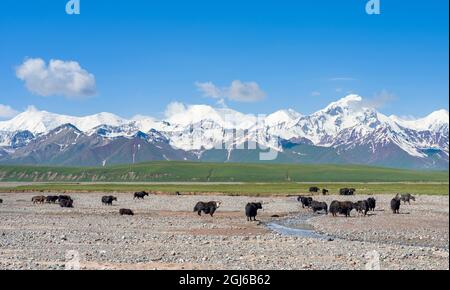 Yak domestique sur leur pâturage d'été. Vallée d'Alaj en face de la chaîne de montagnes Trans-Alay dans les montagnes de Pamir. Asie centrale, Kirghizistan Banque D'Images