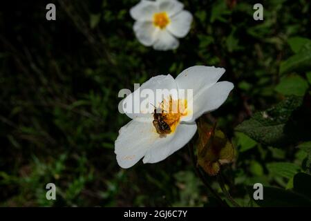 Cistus salviifolius. Rosier à feuilles de sauge, Banque D'Images