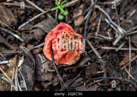 Roube de Clathrus. Clathrus cancellatus Banque D'Images