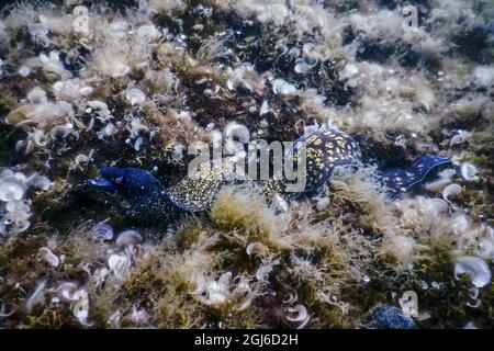 Moray méditerranéen (Muraena helena) Sainte-Hélène Moray Banque D'Images