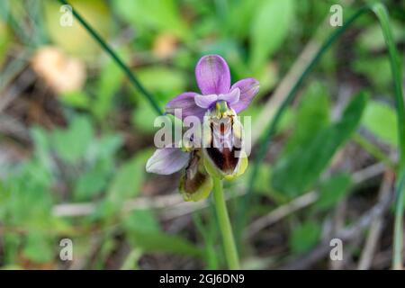 Ophrys tenthredinifera Banque D'Images