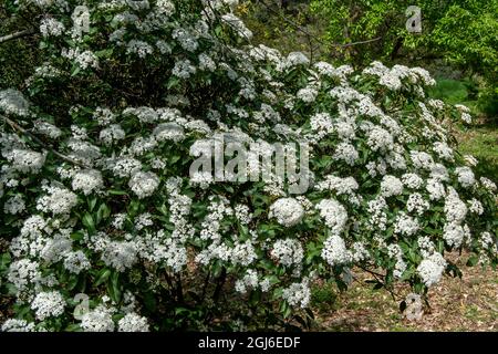 Viburnum tinus. Laurustinus Banque D'Images