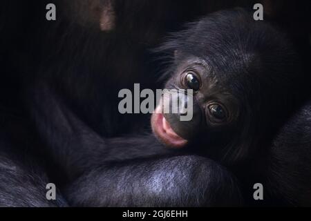 Cologne, Allemagne. 09e septembre 2021. La progéniture de Bonobo Kijani se rend à l'aise avec sa mère Gemena. L'homme est né au zoo de Cologne le 04 juillet 2021. Credit: Federico Gambarini/dpa/Alay Live News Banque D'Images