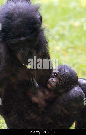 Cologne, Allemagne. 09e septembre 2021. La progéniture de Bonobo Kijani se rend à l'aise avec sa mère Gemena. L'homme est né au zoo de Cologne le 04 juillet 2021. Credit: Federico Gambarini/dpa/Alay Live News Banque D'Images