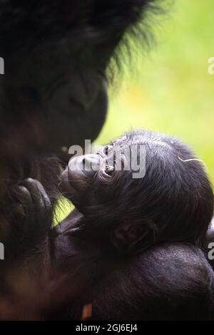 Cologne, Allemagne. 09e septembre 2021. La progéniture de Bonobo Kijani se rend à l'aise avec sa mère Gemena. L'homme est né au zoo de Cologne le 04 juillet 2021. Credit: Federico Gambarini/dpa/Alay Live News Banque D'Images