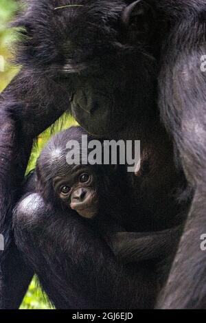 Cologne, Allemagne. 09e septembre 2021. La progéniture de Bonobo Kijani se rend à l'aise avec sa mère Gemena. L'homme est né au zoo de Cologne le 04 juillet 2021. Credit: Federico Gambarini/dpa/Alay Live News Banque D'Images