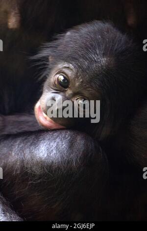 Cologne, Allemagne. 09e septembre 2021. La progéniture de Bonobo Kijani se rend à l'aise avec sa mère Gemena. L'homme est né au zoo de Cologne le 04 juillet 2021. Credit: Federico Gambarini/dpa/Alay Live News Banque D'Images