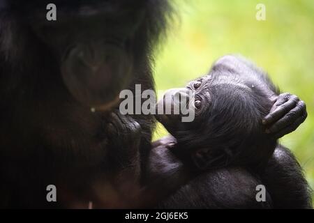 Cologne, Allemagne. 09e septembre 2021. La progéniture de Bonobo Kijani se rend à l'aise avec sa mère Gemena. L'homme est né au zoo de Cologne le 04 juillet 2021. Credit: Federico Gambarini/dpa/Alay Live News Banque D'Images