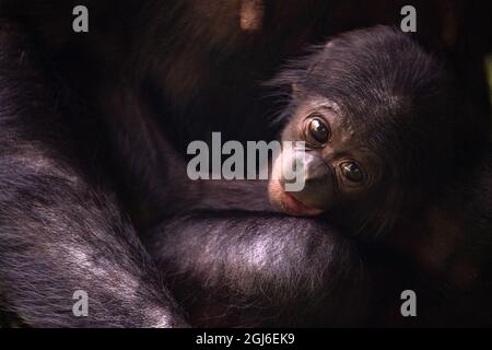 Cologne, Allemagne. 09e septembre 2021. La progéniture de Bonobo Kijani se rend à l'aise avec sa mère Gemena. L'homme est né au zoo de Cologne le 04 juillet 2021. Credit: Federico Gambarini/dpa/Alay Live News Banque D'Images