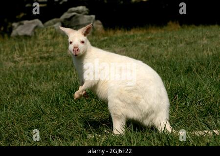 Australie. Albino Wallaby gros plan. Banque D'Images