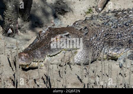 Australie occidentale, Kimberley Coast, Hunter River, Porosus Creek. Grand crocodile d'eau salée mâle (3.5-4 mètres) sur des plates-forme de boue de mangrove. Banque D'Images