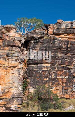 Australie occidentale, Kimberley Coast, Koolama Bay, King George River. Paysage typique de Kimberley, rouge rocailleux avec gommage. Banque D'Images