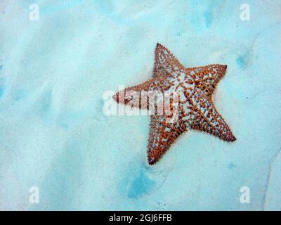 Caraïbes, Barbade, Carlisle Bay. Coussin rouge étoile de mer dans le sable. Banque D'Images