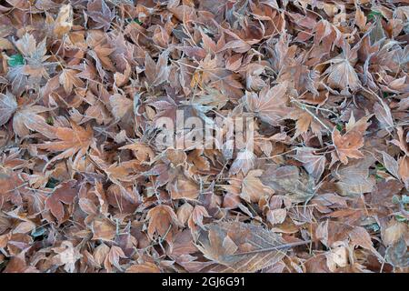 Premier gel sur les feuilles d'automne. Banque D'Images