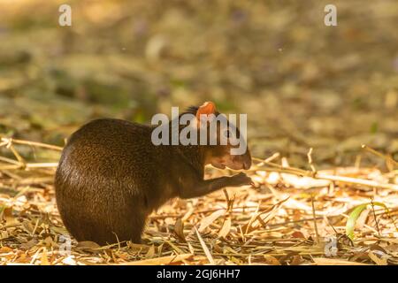 Caraïbes, Trinidad, Asa Wright nature Centre. Agouti manger. Credit AS: Cathy et Gordon Illg / Jaynes Gallery / DanitaDelimont.com Banque D'Images