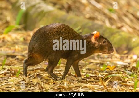 Caraïbes, Trinidad, Asa Wright nature Centre. Agouti marche. Credit AS: Cathy et Gordon Illg / Jaynes Gallery / DanitaDelimont.com Banque D'Images