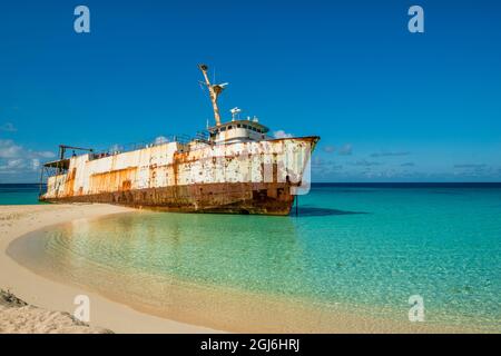 Mega Un Triton d'un naufrage, Governor's Beach, l'île de Grand Turk, Îles Turks et Caicos, Caraïbes. Banque D'Images