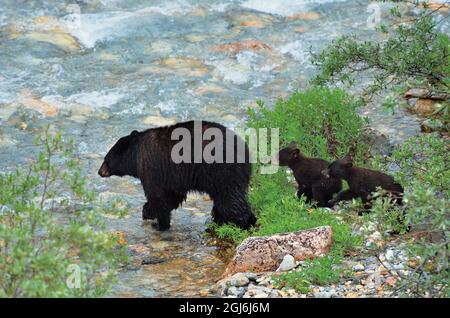 Canada, Alberta, parc national Banff. Truies et petits ours noirs américains traversant la crique. Banque D'Images