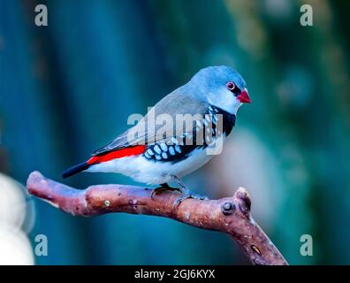 Gros plan sur le plumage Red Grey Diamond FiRetail Finch. Originaire d'Australie. Banque D'Images