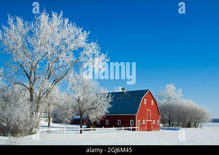 Canada, Manitoba, Grande Pointe. Le givre et la grange rouge en hiver. Credit AS: Mike Grandmaison / Jaynes Gallery / DanitaDelimont. com Banque D'Images