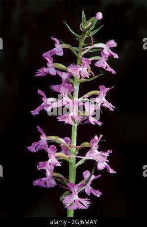 Canada, Manitoba, Buffalo point. Petites orchidées à franges violettes. Banque D'Images