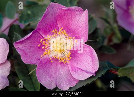 Canada, Manitoba, parc provincial Nopiming. Rose rose fleur gros plan. Banque D'Images