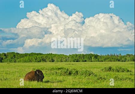 Canada, Manitoba, parc national du Mont-Riding. Bison des plaines d'Amérique reposant sur la prairie. Banque D'Images