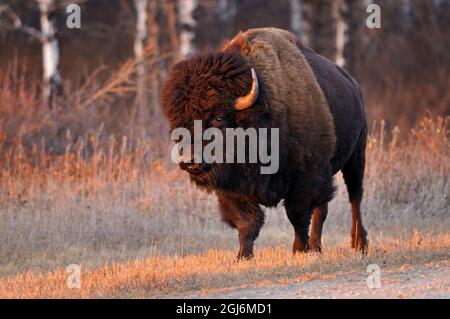 Canada, Manitoba, parc national du Mont-Riding. Gros plan sur le bison des prairies mâle. Banque D'Images