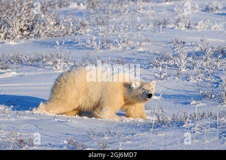 Canada, Manitoba, Churchill. Ours polaire marchant dans la neige à la lumière du soir. Banque D'Images