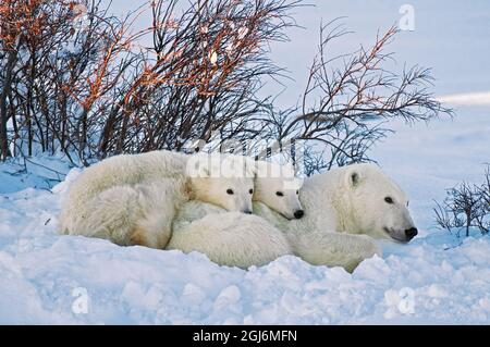 Canada, Manitoba, Churchill. Mère d'ours polaire et deux petits au coucher du soleil. Banque D'Images