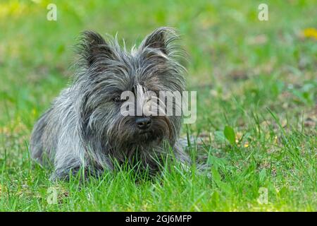 Canada, Manitoba, Winnipeg. Pedigree Cairn terrier femme gros plan. Banque D'Images