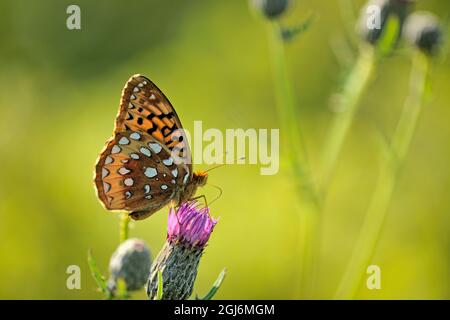 Canada, Manitoba, Tolstoï Tall Grass Prairie Preserve. Grand papillon fritillaire étoilé sur la fleur. Banque D'Images