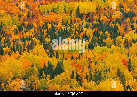 Canada, Nouveau-Brunswick, Aroostook. Forêt acadienne en feuillage d'automne. Credit AS: Mike Grandmaison / Jaynes Gallery / DanitaDelimont. com Banque D'Images